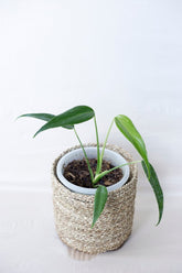 Monstera sp. 'Burle Marx Flame'